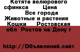 Котята велюрового сфинкса. .. › Цена ­ 15 000 - Все города Животные и растения » Кошки   . Ростовская обл.,Ростов-на-Дону г.